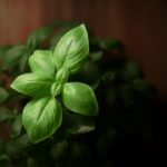 Basil Leaves Plant Foliage  - Natur_Fotograf / Pixabay
