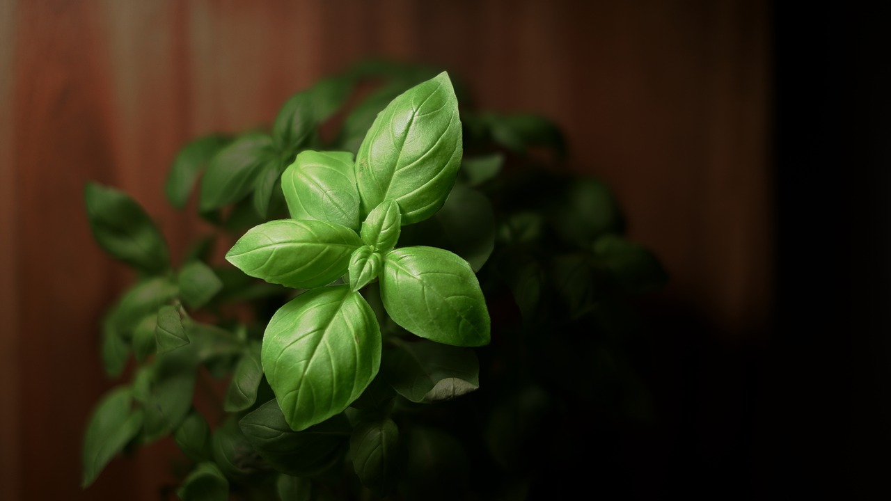 Basil Leaves Plant Foliage  - Natur_Fotograf / Pixabay