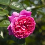 Flower Rose Bloom Botany Blossom  - TieuBaoTruong / Pixabay