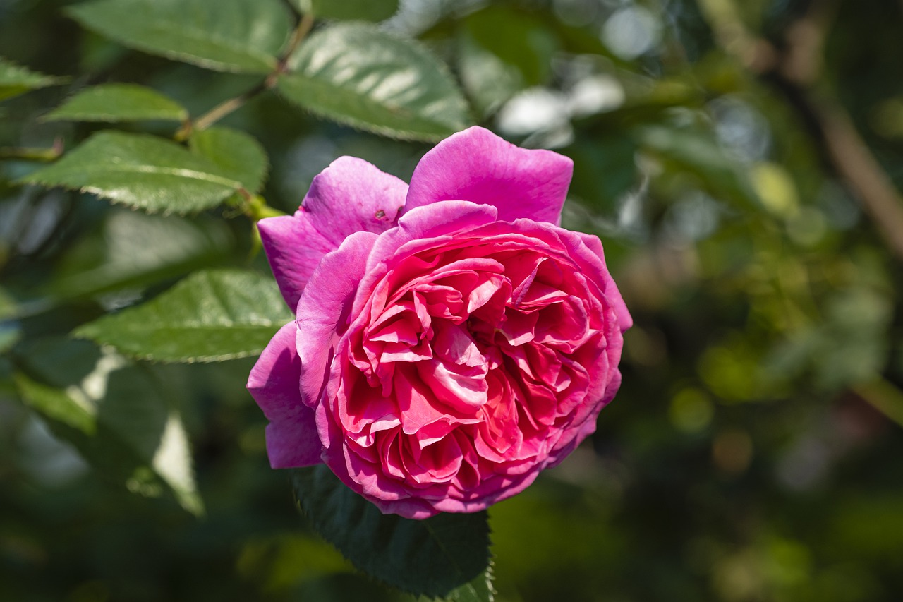 Flower Rose Bloom Botany Blossom  - TieuBaoTruong / Pixabay