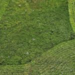 Grass Lawnmower Green Care Lawn  - pasja1000 / Pixabay