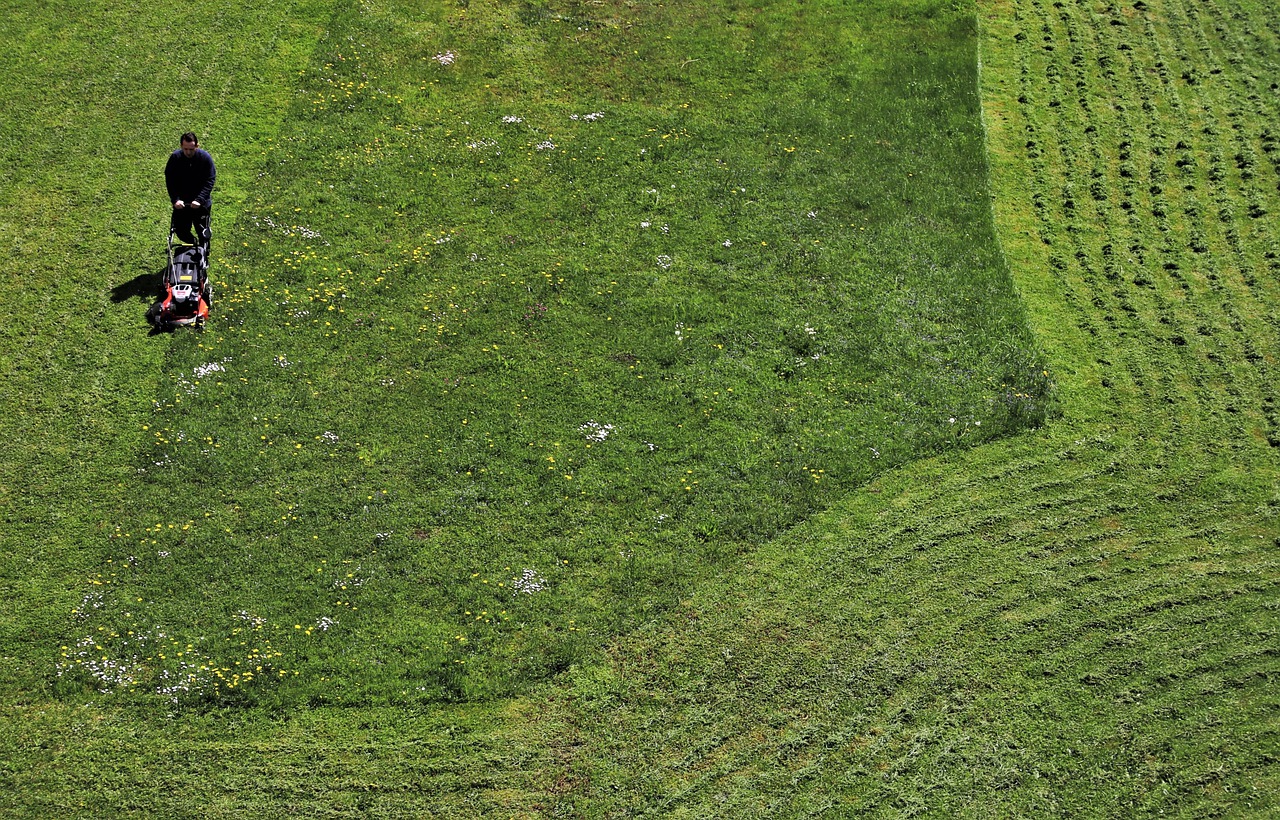 Grass Lawnmower Green Care Lawn  - pasja1000 / Pixabay