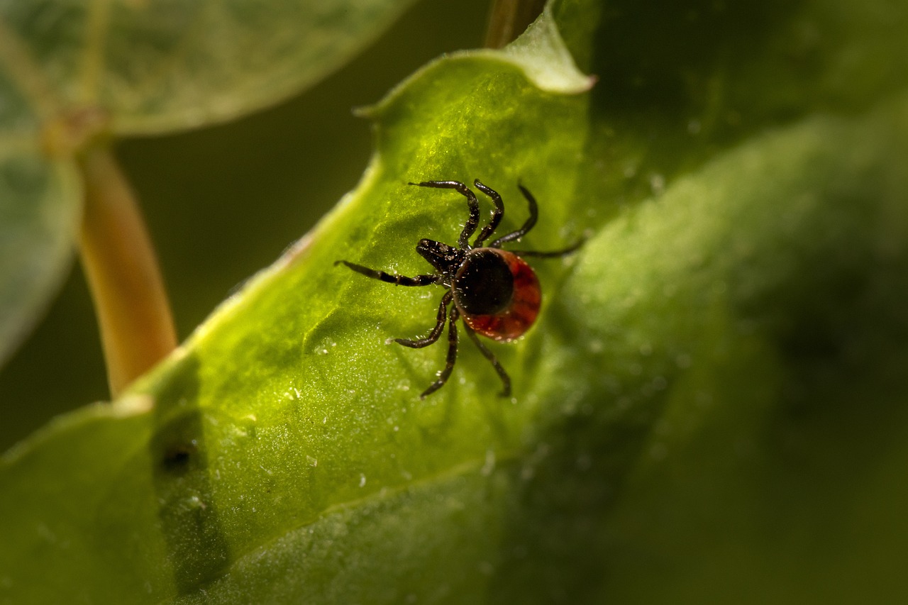 Insect Tick Entomology Species  - Erik_Karits / Pixabay