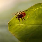 Insect Tick Ixodes Ricinus  - Erik_Karits / Pixabay