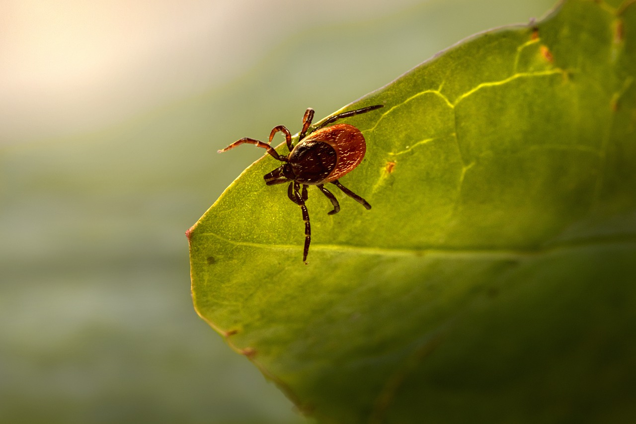 Insect Tick Ixodes Ricinus  - Erik_Karits / Pixabay