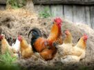 chickens, birds, poultry
