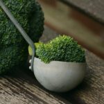 broccoli, vegetables, healthy